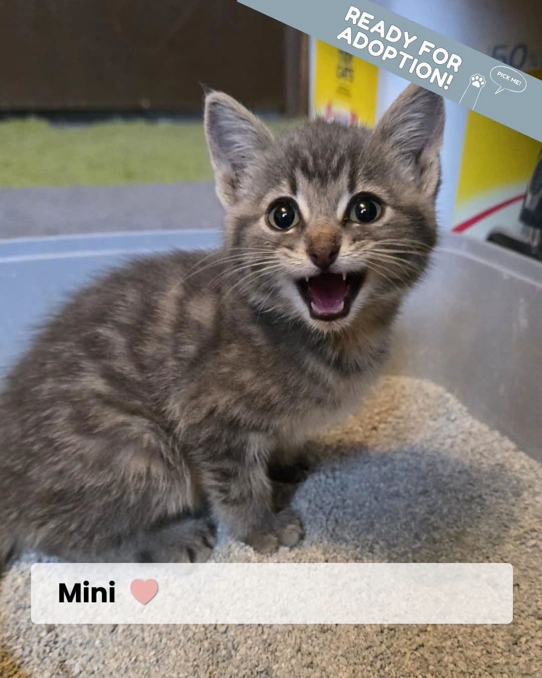 Mini - Domestic Shorthair available for adoption