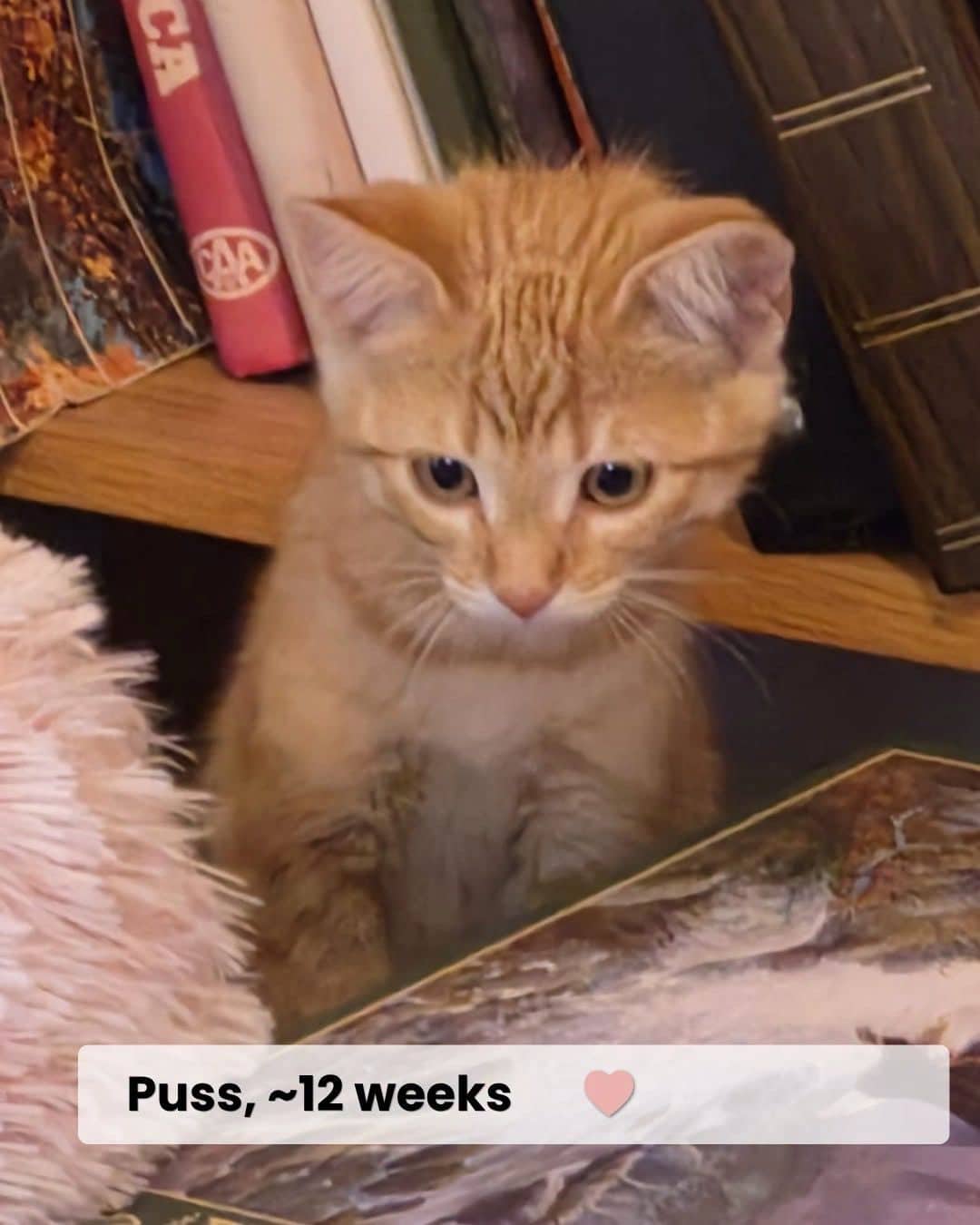 Puss & Boots & Fig - Domestic Shorthair cat available for adoption at Kannata Valley Kats Rescue in Regina Beach