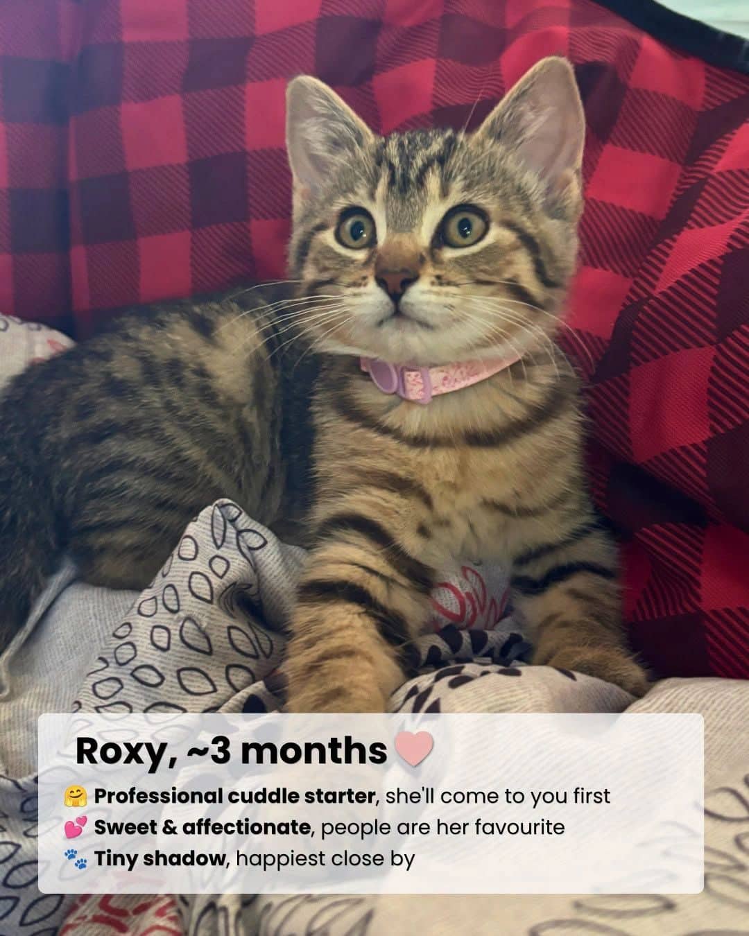 Roxy - Domestic Shorthair cat available for adoption at Kannata Valley Kats Rescue in Regina Beach