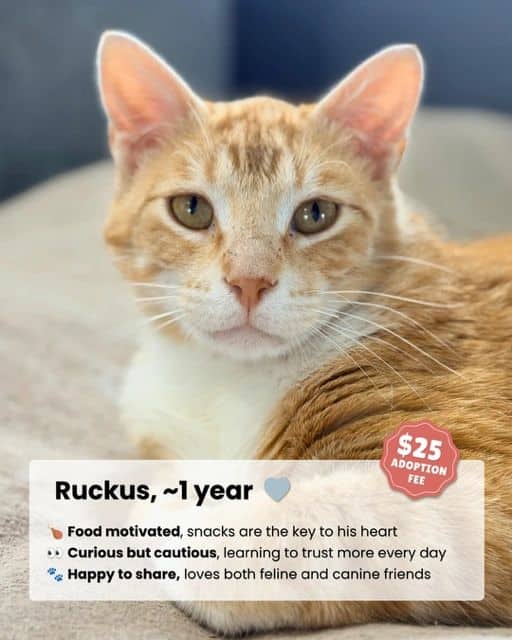Ruckus - Domestic Shorthair available for adoption