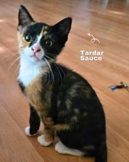 Tarder - Domestic Shorthair cat available for adoption at Kannata Valley Kats Rescue in Regina Beach