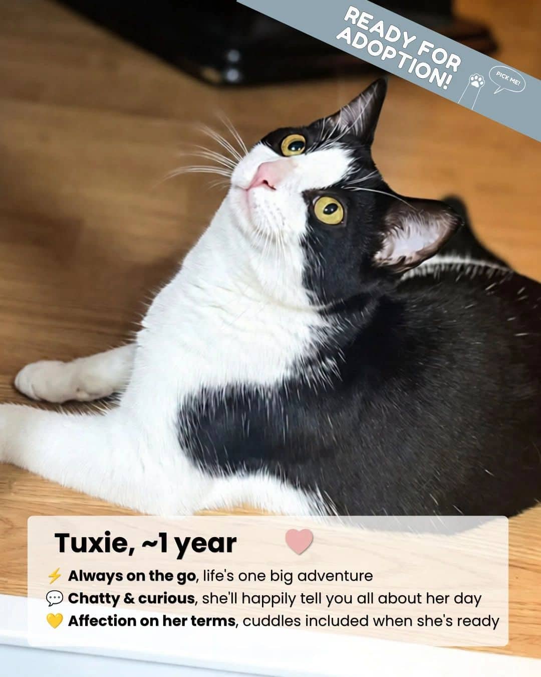 Tuxie - Domestic Shorthair cat available for adoption at Kannata Valley Kats Rescue in Regina Beach