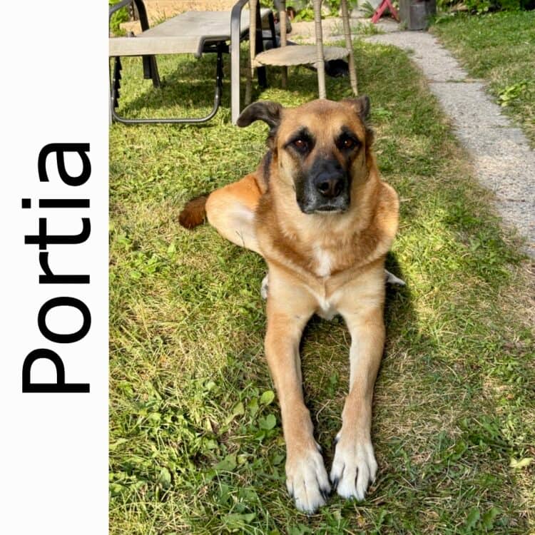 Portia - mixed available for adoption in Manitoba