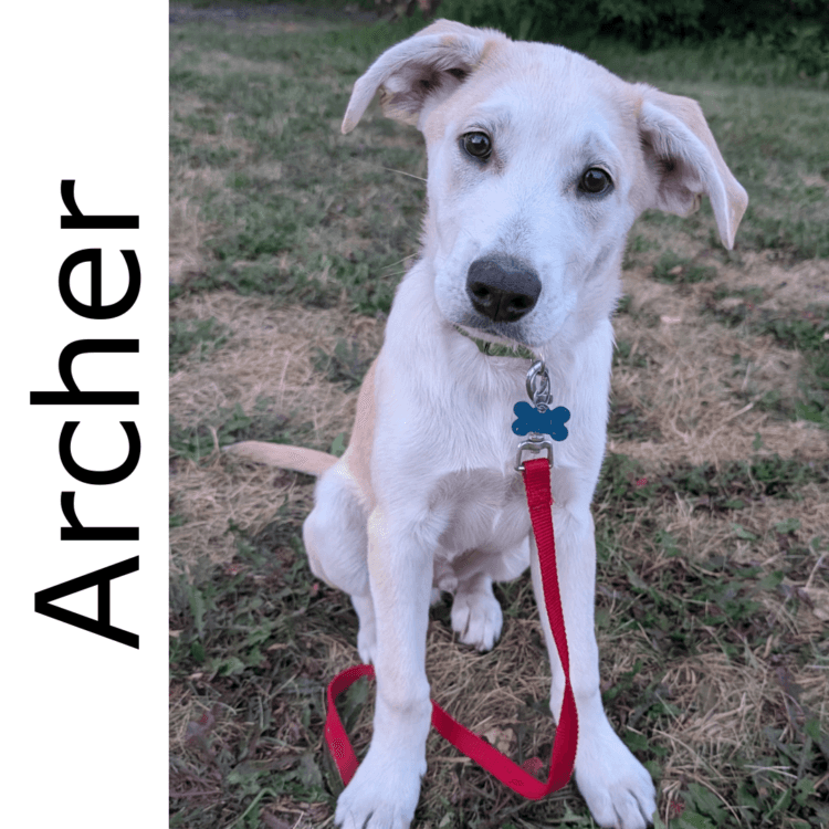 Archer - mixed available for adoption in Calgary