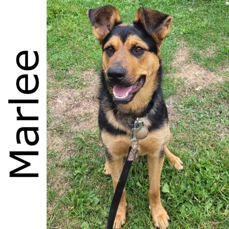 Marlee - mixed available for adoption in Calgary