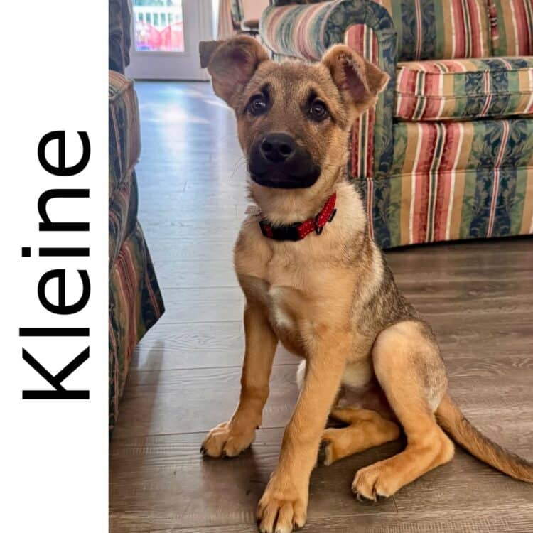 Kleine - mixed available for adoption in Calgary