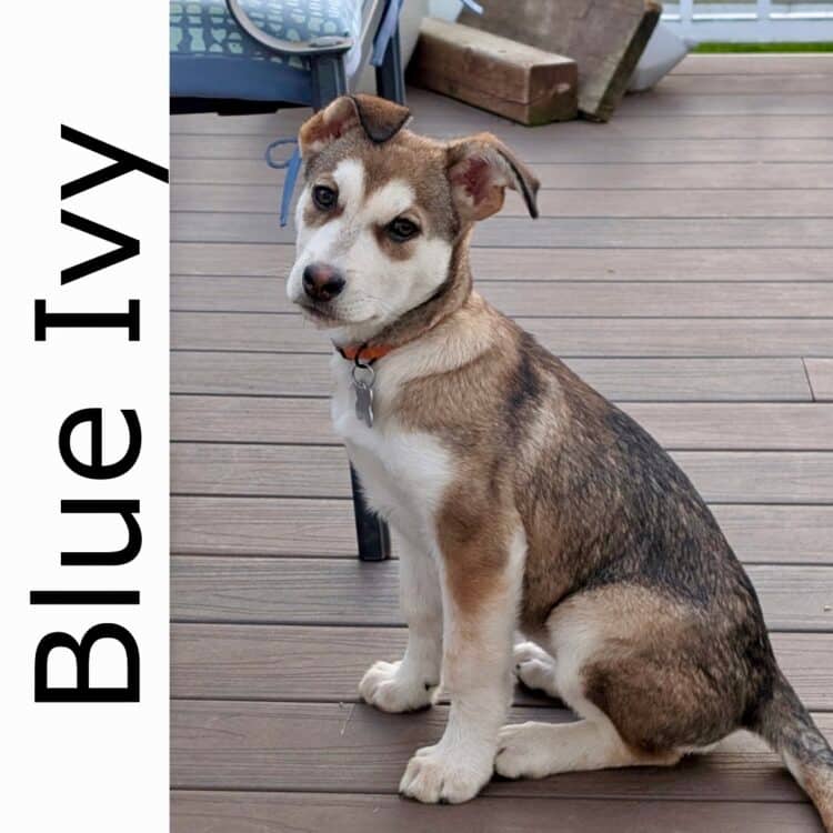 Blue Ivy - mixed available for adoption in Calgary