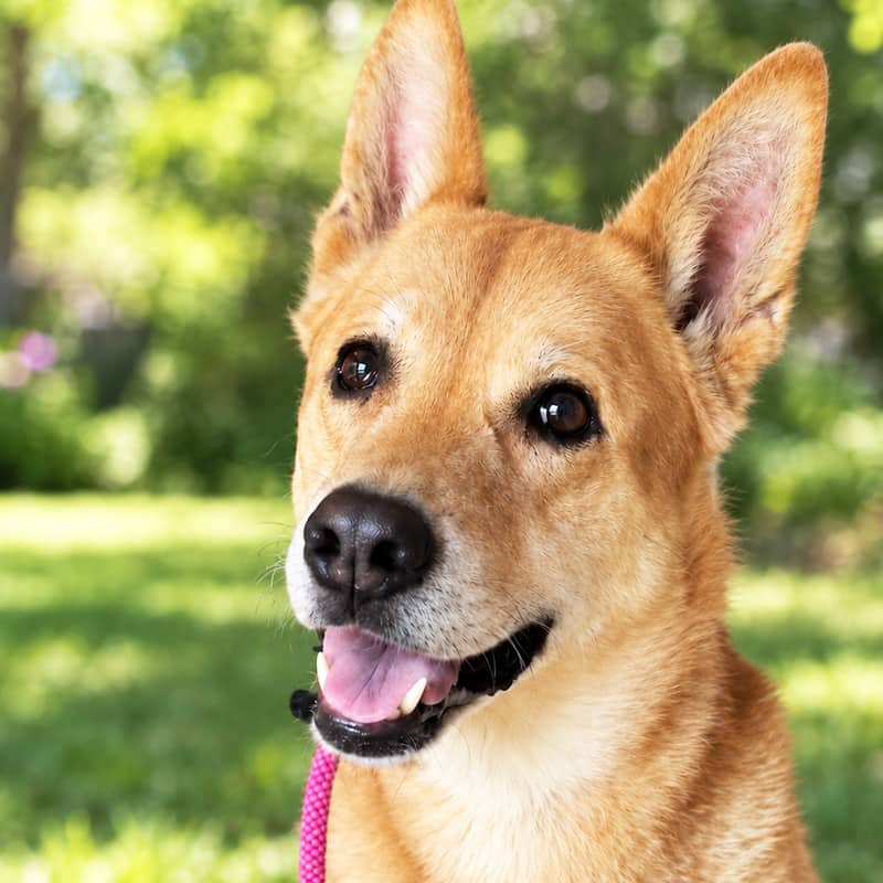 Ziggy - Shepherd Mix available for adoption in Calgary