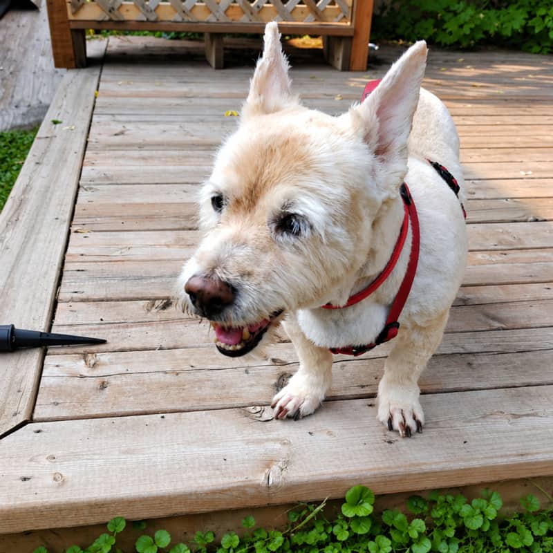 Roxy - Corgi Mix available for adoption in Calgary
