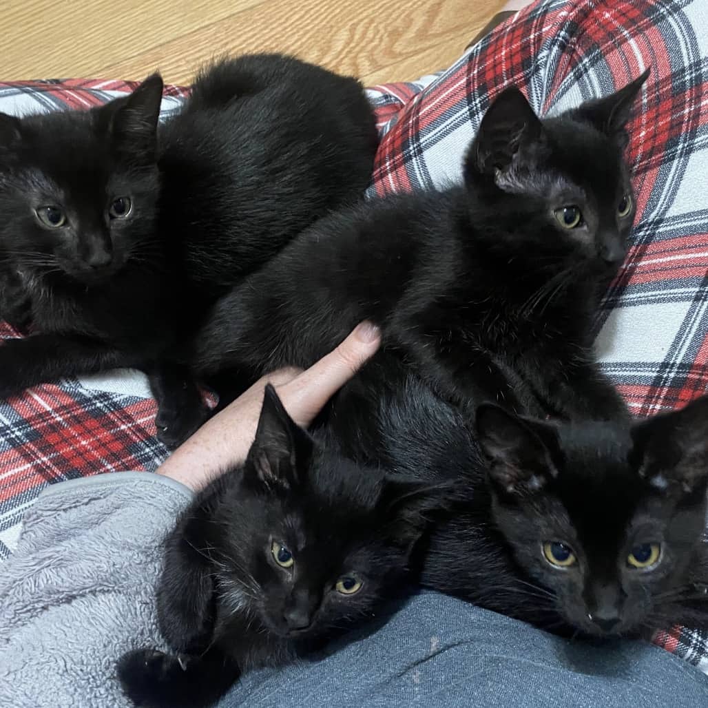 Brownie - Domestic Longhair cat available for adoption in Alberta
