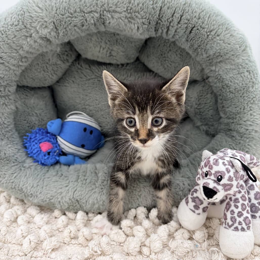 Pita - Domestic Shorthair available for adoption