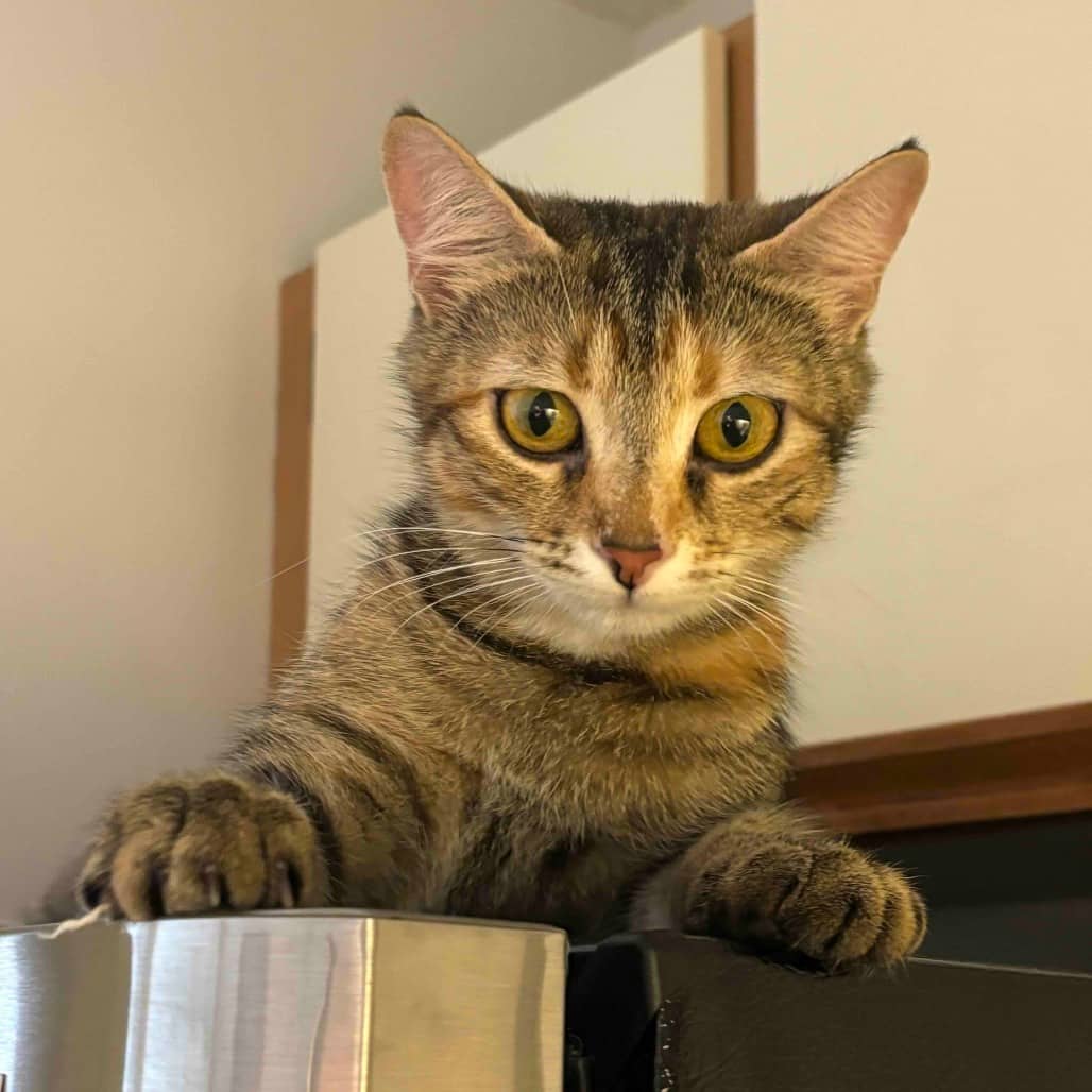 Chand - Domestic Shorthair cat available for adoption at Vancouver Orphan Kitten Rescue Association in Vancouver