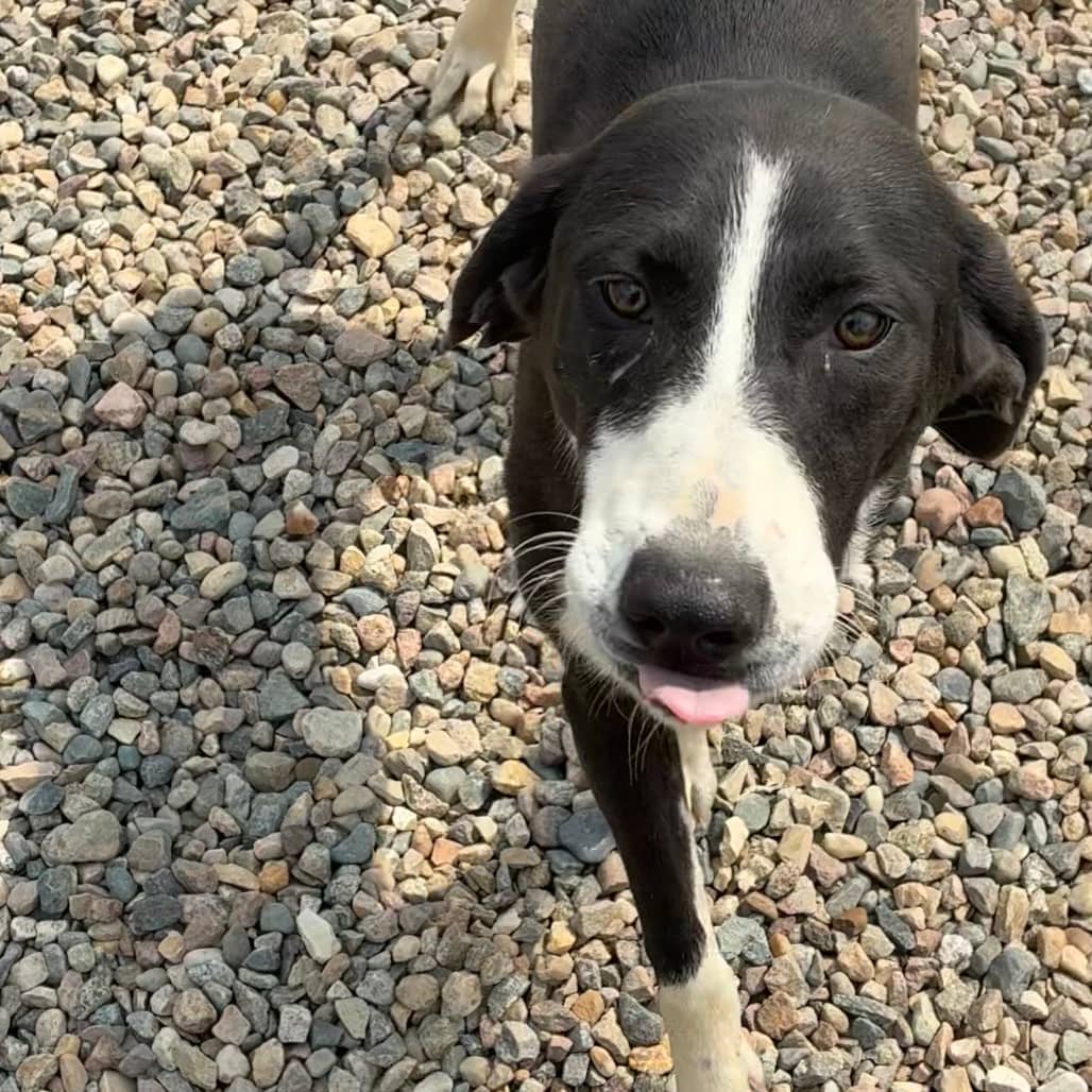 Chelley - Collie, Border / Coonhound available for adoption