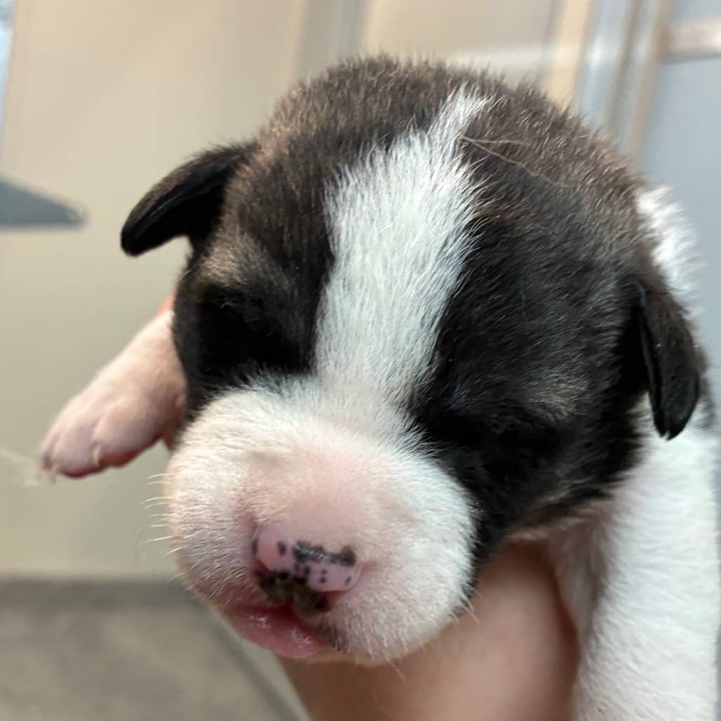 Hereford - Shepherd available for adoption in Calgary