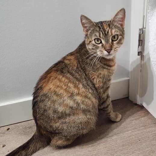 Patina - Domestic Shorthair cat available for adoption at Vancouver Orphan Kitten Rescue Association in Vancouver