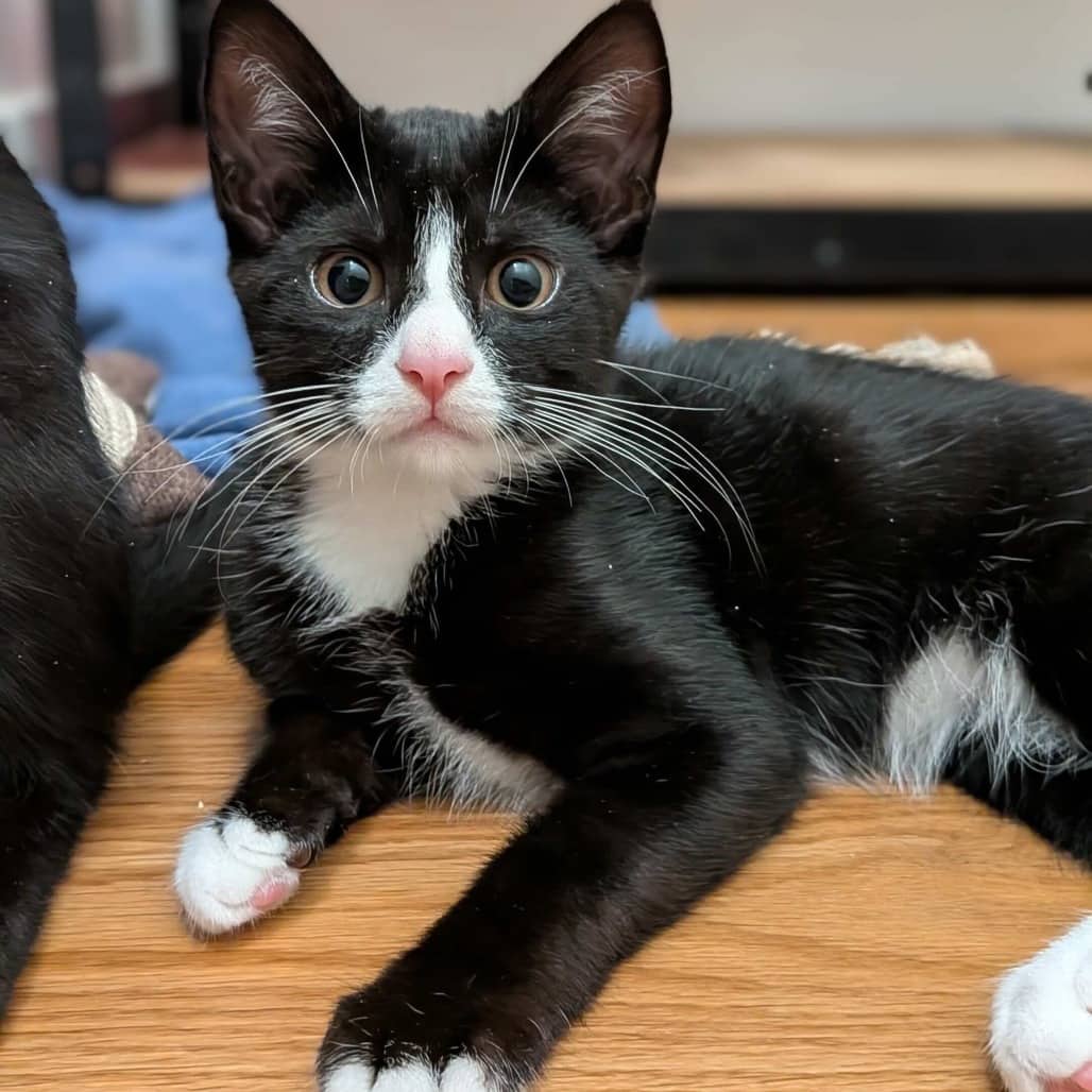 Champ - Domestic Shorthair cat available for adoption at Vancouver Orphan Kitten Rescue Association in Vancouver