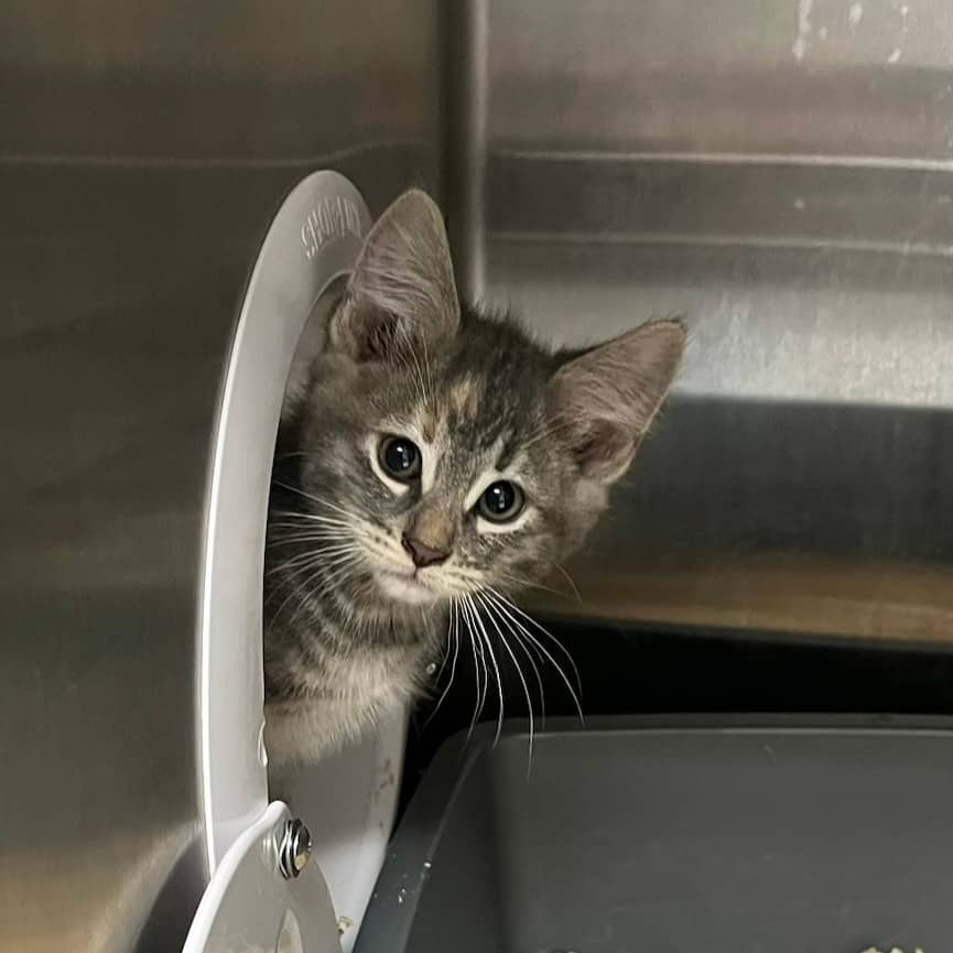 Pickles - Domestic Shorthair available for adoption