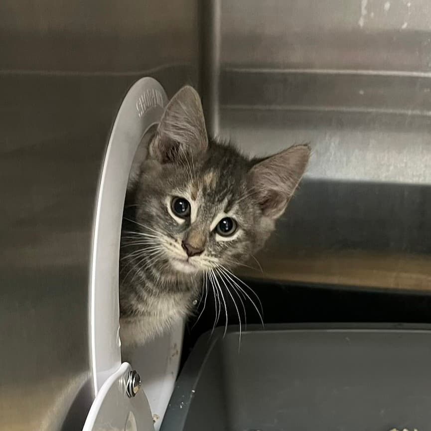 Pickles - Domestic Shorthair available for adoption