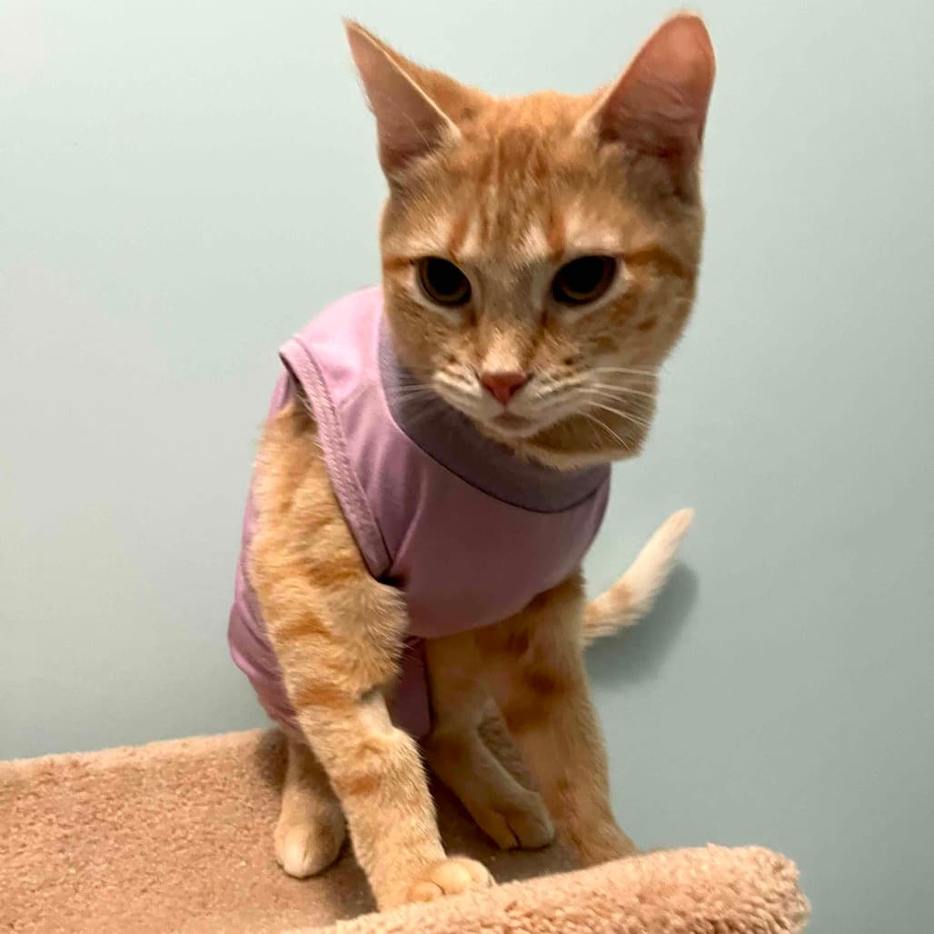 Mia - Domestic Shorthair cat available for adoption in Calgary