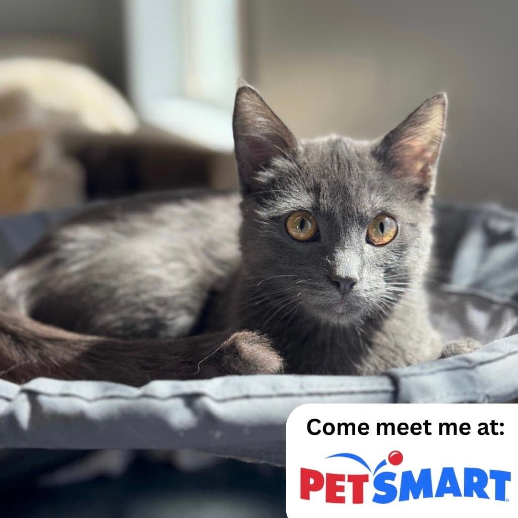 Moon - Domestic Shorthair cat available for adoption in Calgary