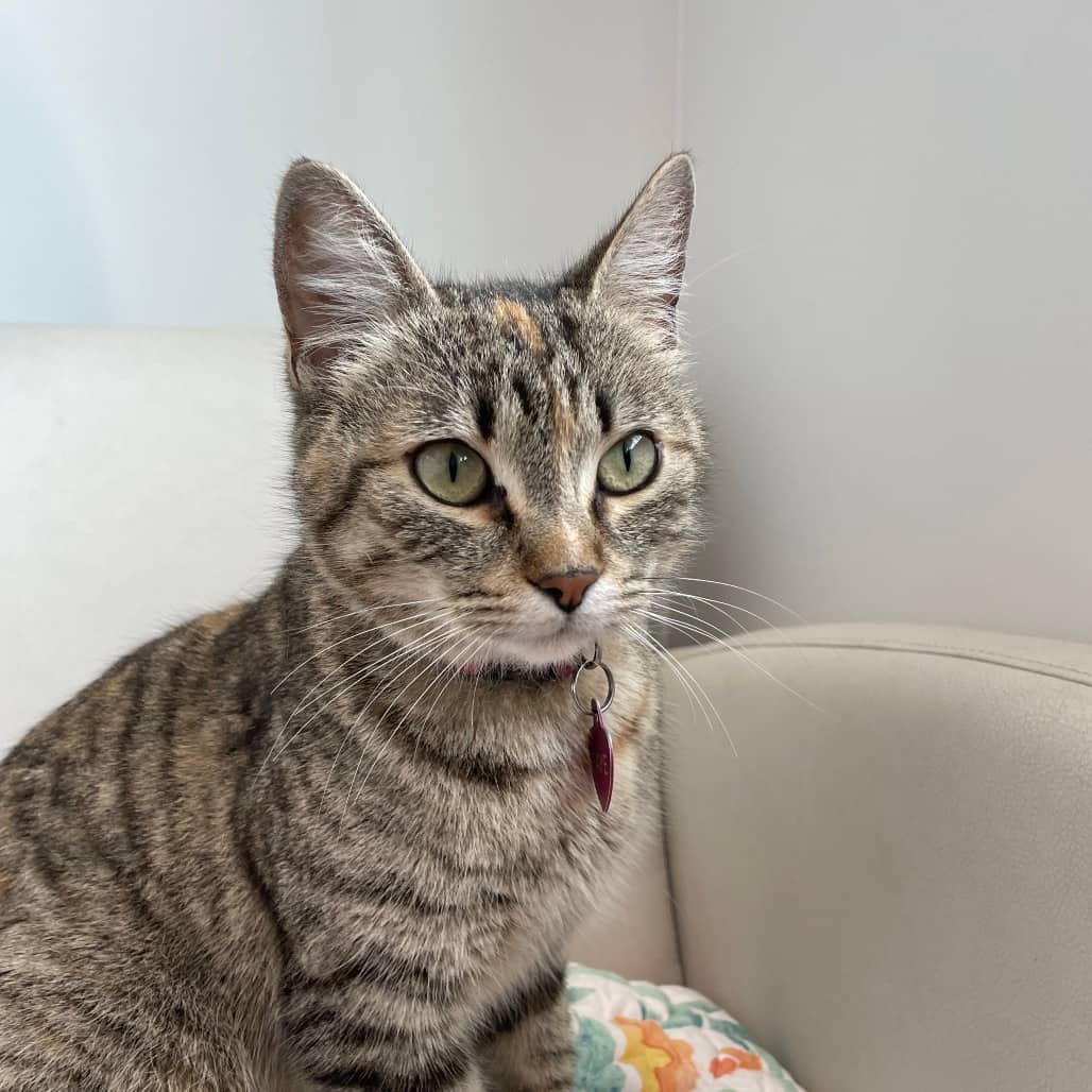 Faye - Domestic Shorthair available for adoption