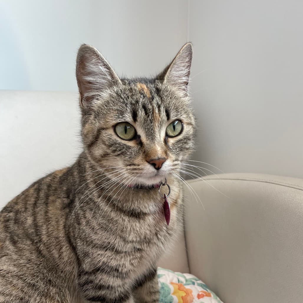 Faye - Domestic Shorthair cat available for adoption at Battlefords Humane Society in North Battleford