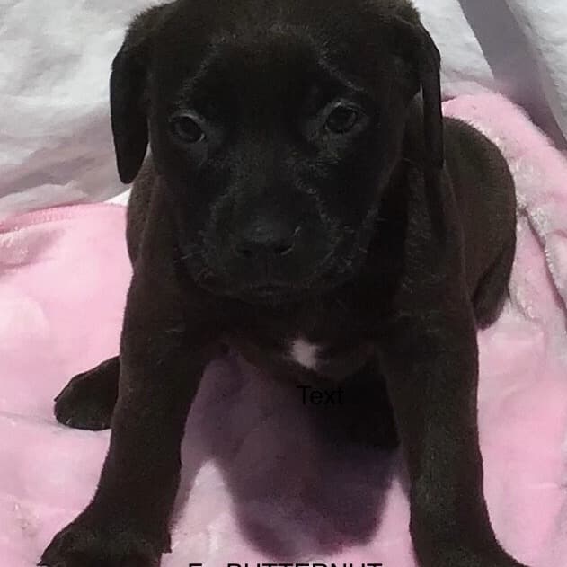 Butternut - Mixed Breed available for adoption