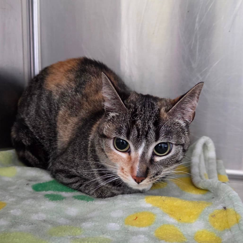 Ziggy - Domestic Shorthair available for adoption