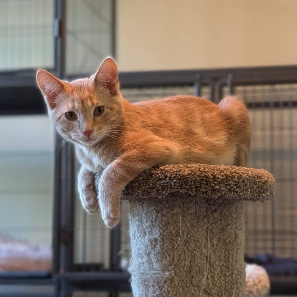 Bingo (and Muffin) - Domestic Shorthair cat available for adoption at SCARS in Edmonton (1 of 6)