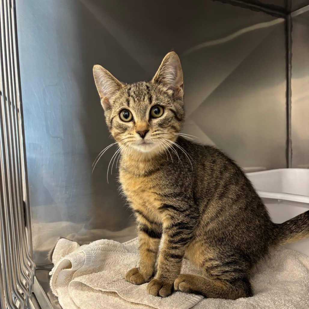 Achilles - Domestic Shorthair available for adoption