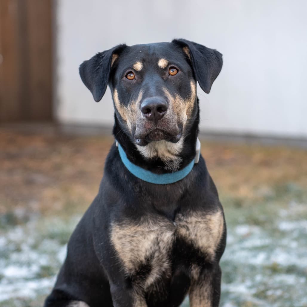 Chrissy - SHEPHERD/MIX available for adoption at SCARS in Calgary