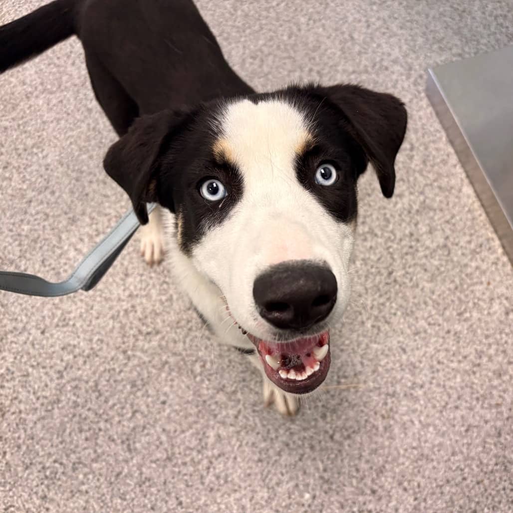 Buster - Collie, Border / Husky, Siberian available for adoption in Saskatchewan