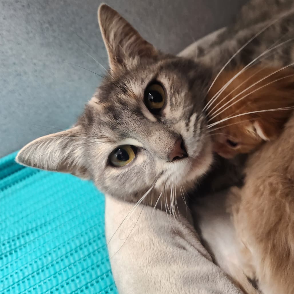 Dainty - Domestic Shorthair cat available for adoption at Battlefords Humane Society in Saskatchewan