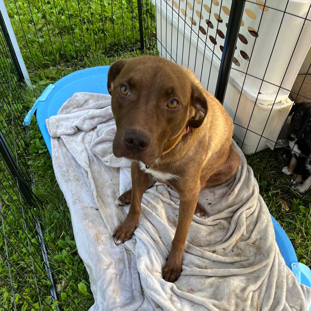 Nato - TERRIER, AMERICAN STAFFORDSHIRE/MIX available for adoption in Alberta