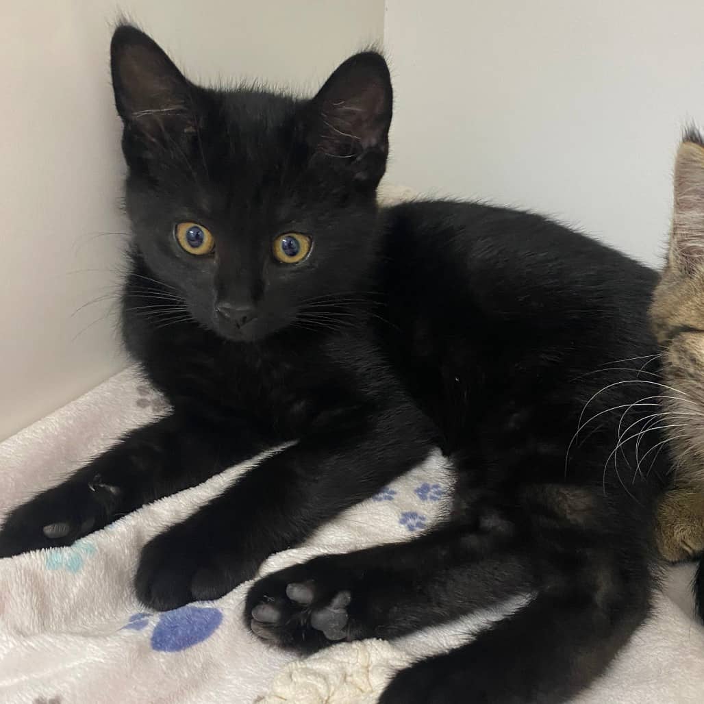 Chips - Domestic Shorthair available for adoption