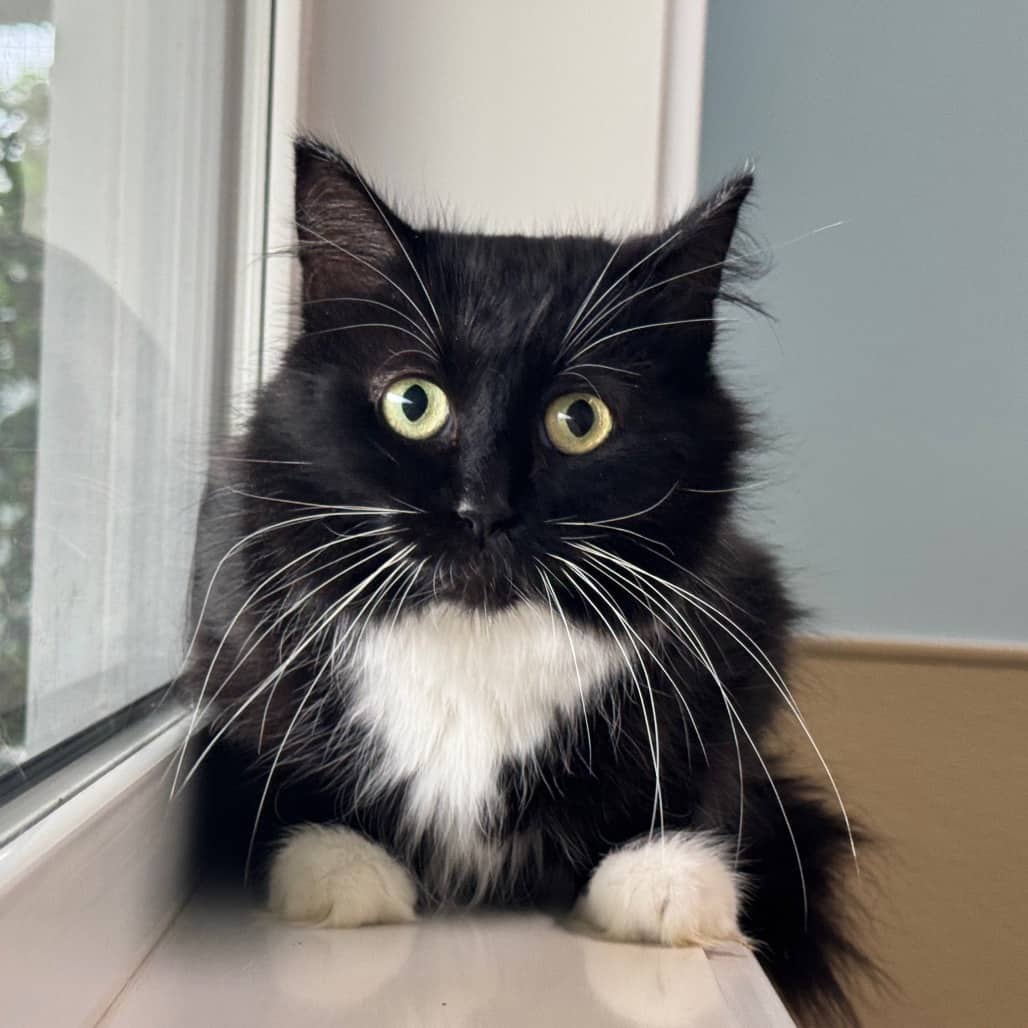 Dots - Domestic Longhair cat available for adoption at Prince Albert SPCA in Prince Albert