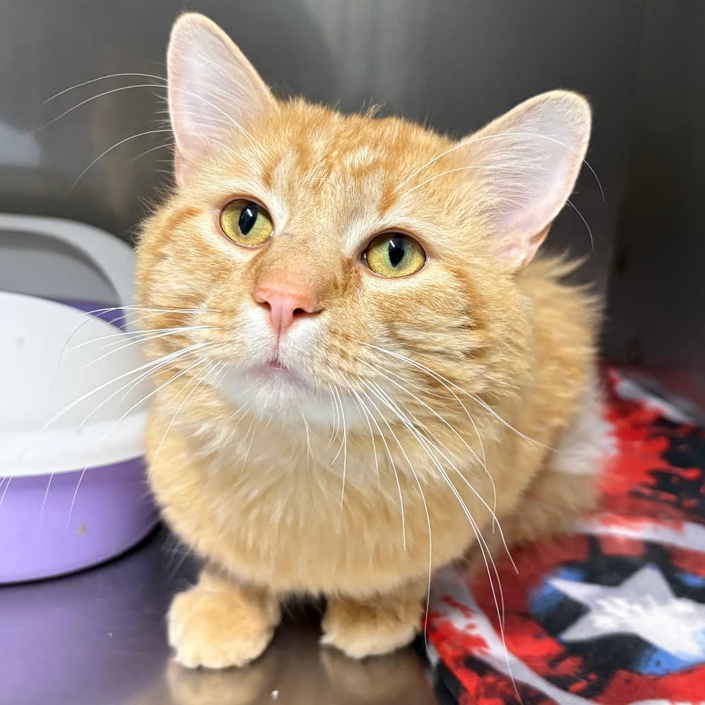 Otis - Domestic Medium Hair cat available for adoption at North East SPCA in Melfort