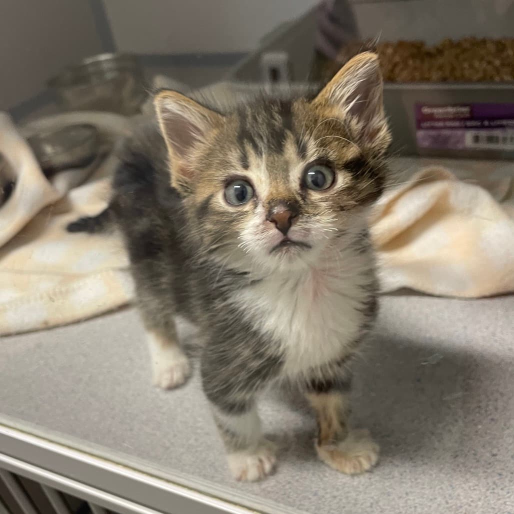 Grizz - Domestic Shorthair available for adoption