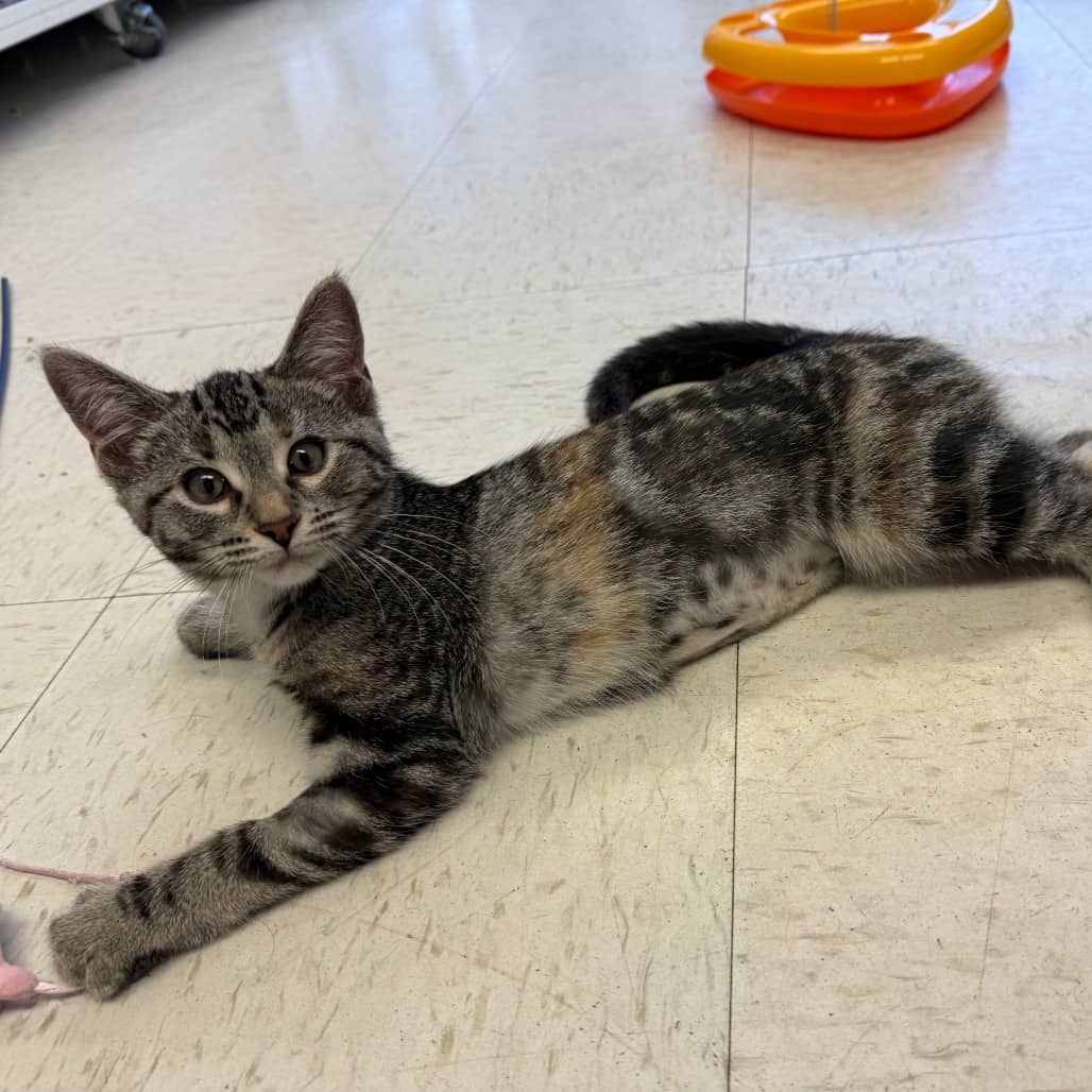Kiwi - Domestic Shorthair available for adoption