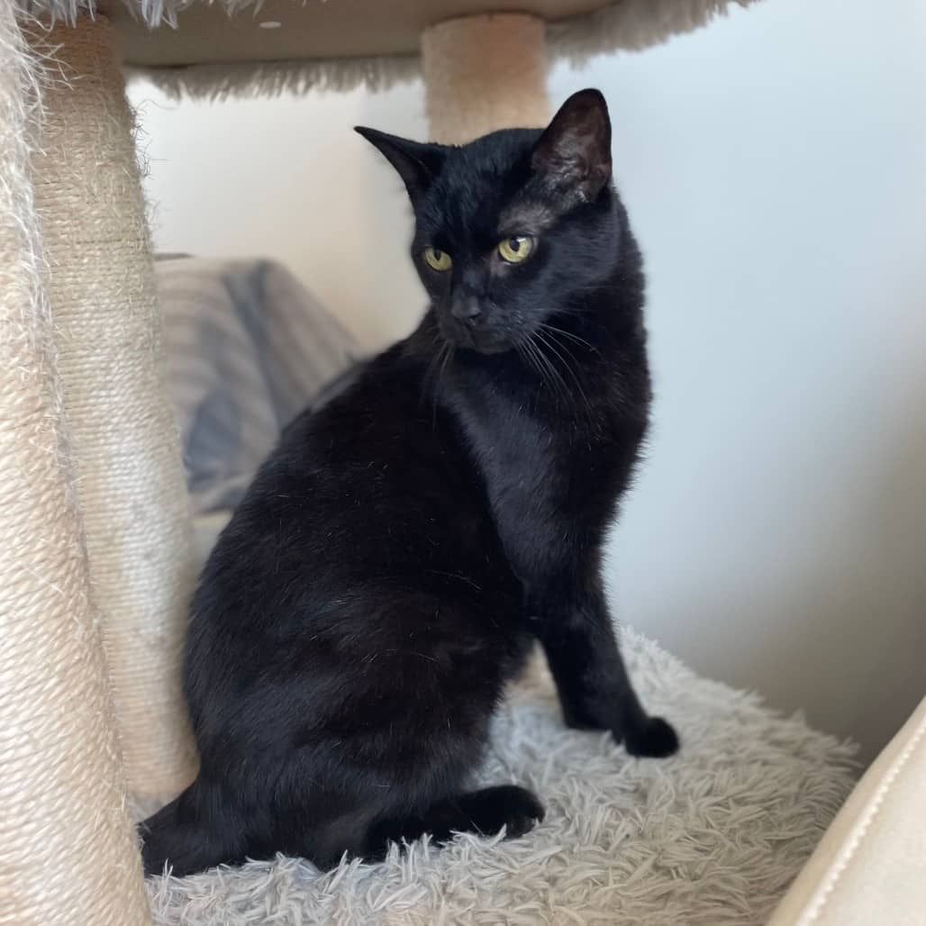 Eggbert - Domestic Shorthair available for adoption