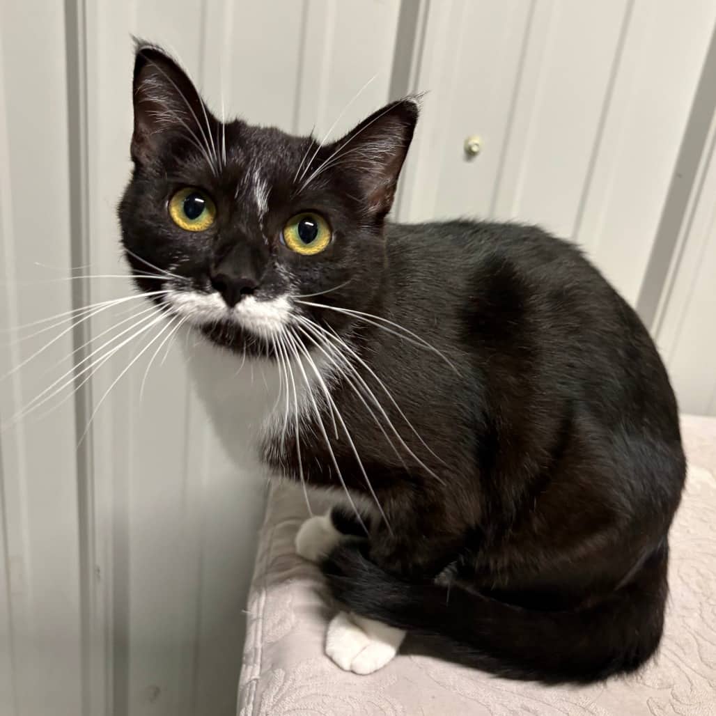 Yasmin - Domestic Shorthair / Domestic Shorthair cat available for adoption at North East SPCA in Melfort