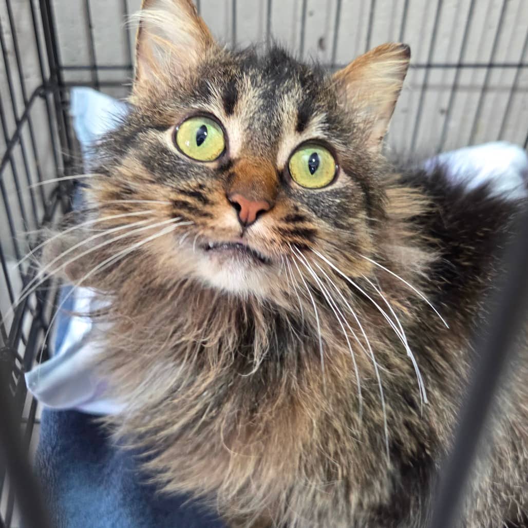 Frieda - Domestic Longhair available for adoption