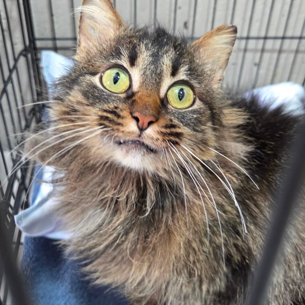 Frieda - Domestic Longhair cat available for adoption in Calgary
