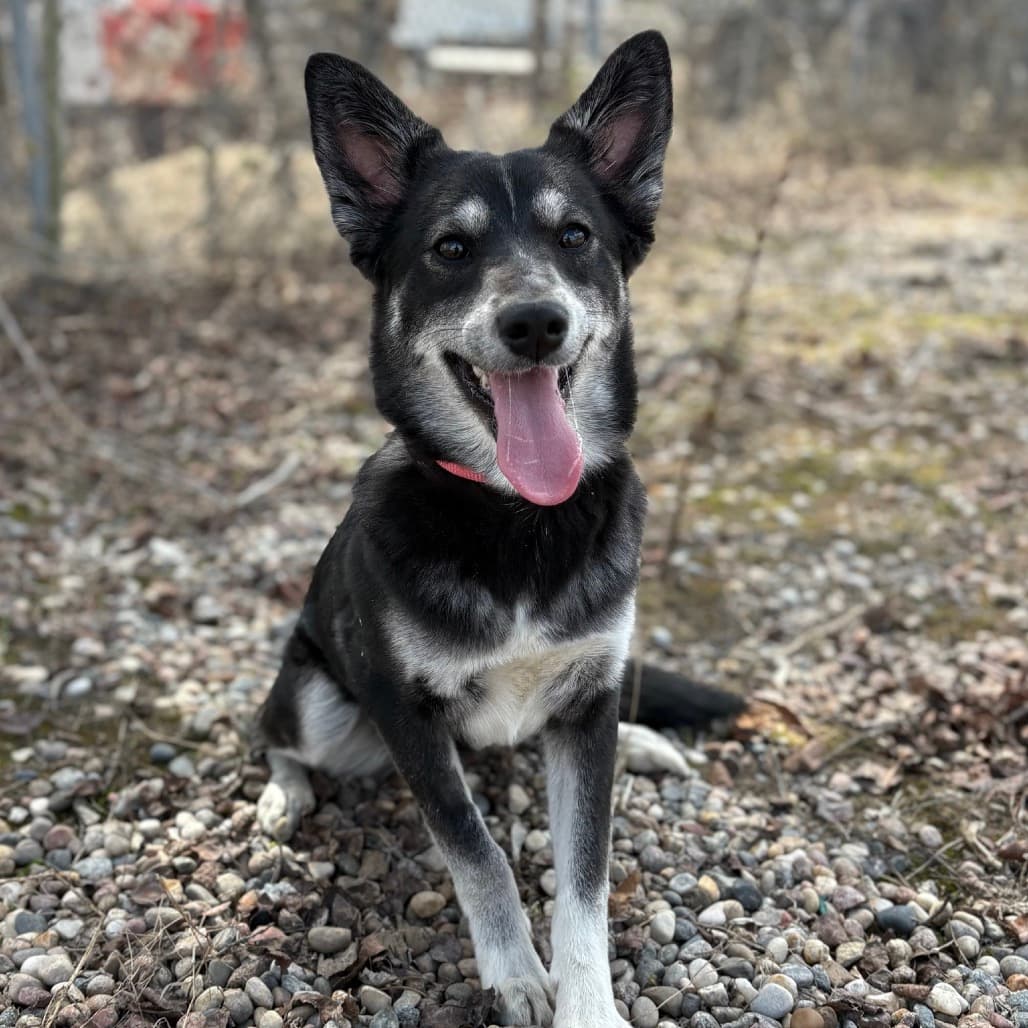 Harvey - Mixed Breed (Medium) available for adoption in Calgary