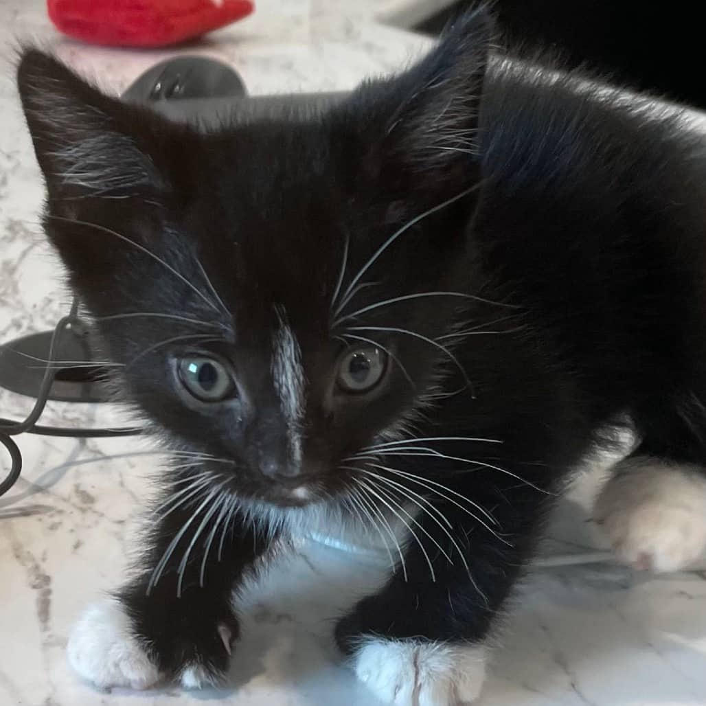 Scribble - Domestic Shorthair available for adoption