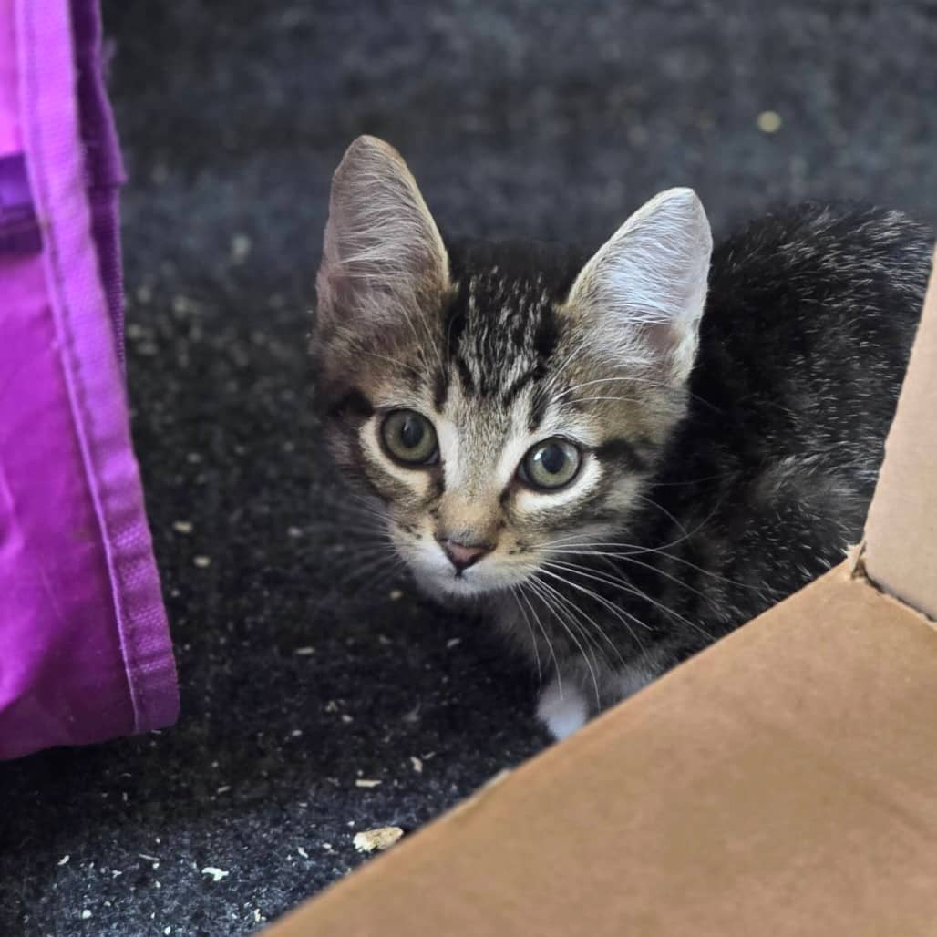 Jupiter - Domestic Shorthair available for adoption