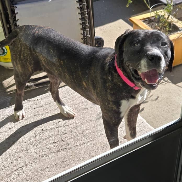 Ducky - MASTIFF, CANE CORSO available for adoption in Calgary