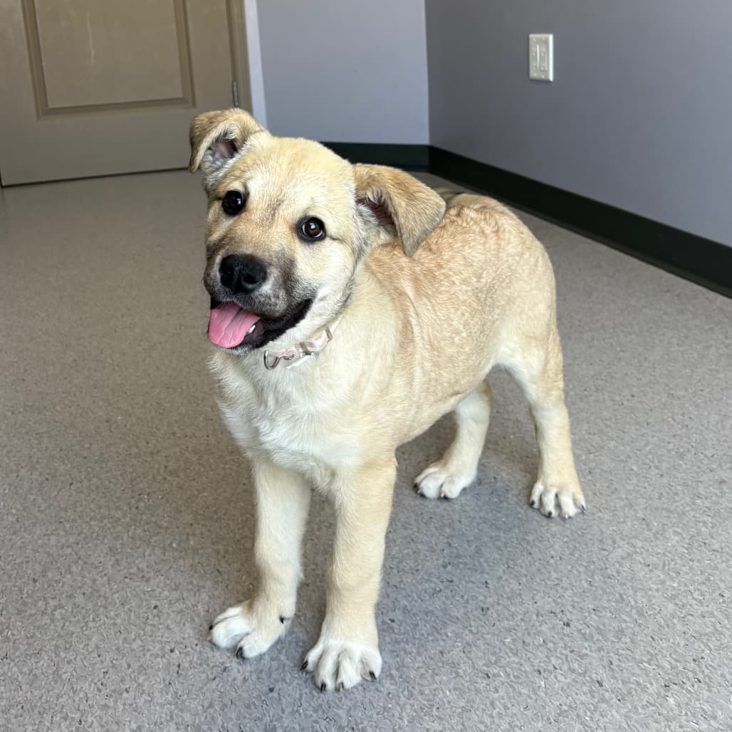 Aurora - Mixed Breed (Large) available for adoption in Calgary