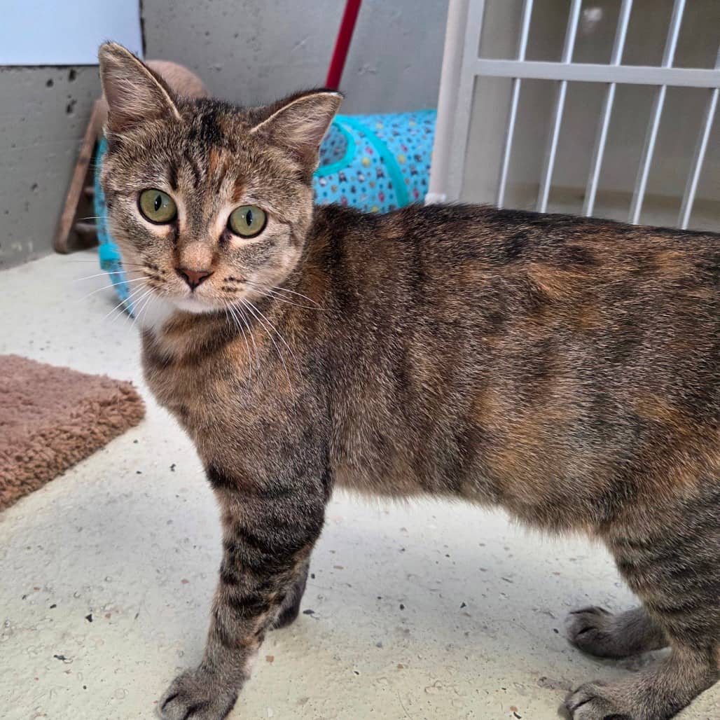 Maple - Domestic Shorthair cat available for adoption in Saskatchewan