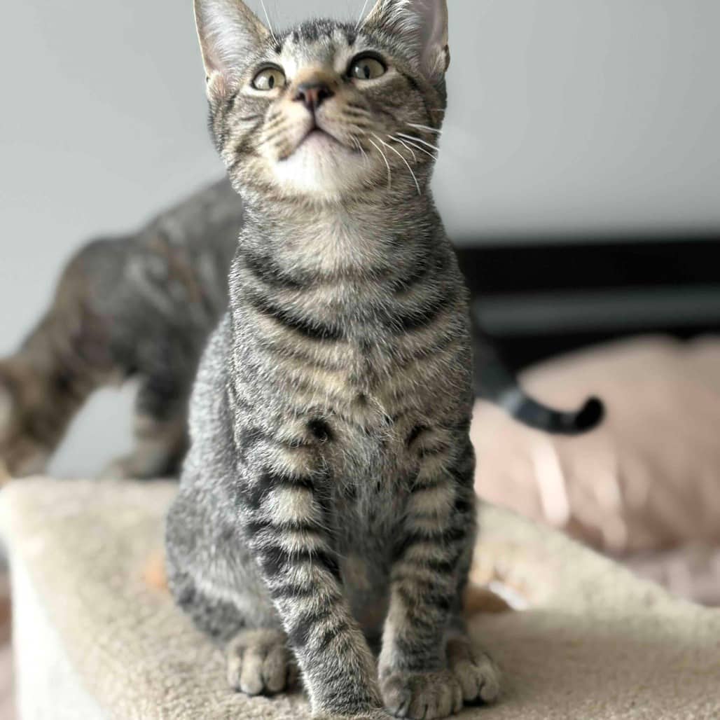 Meredith - Domestic Shorthair cat available for adoption at Vancouver Orphan Kitten Rescue Association in Vancouver